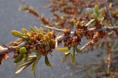 Hippophae rhamnoides