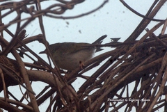 Camaroptera brachyura