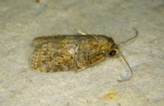 Garella nilotica