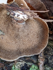 Mycorrhaphium adustum