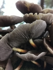 Hypholoma capnoides