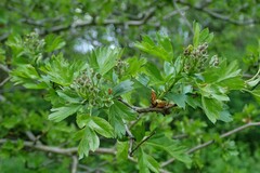 Crataegus