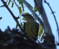 Stigmatura budytoides