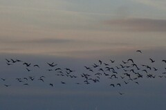 Branta leucopsis