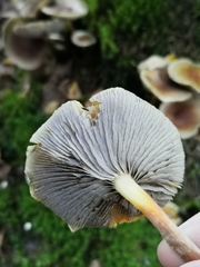 Hypholoma capnoides