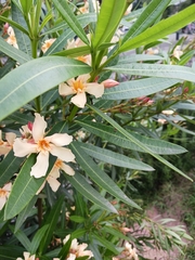Nerium oleander