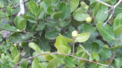 Acokanthera rotundata