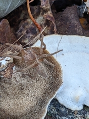 Mycorrhaphium adustum