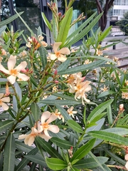 Nerium oleander