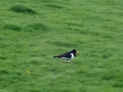 Haematopus ostralegus
