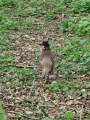 Phasianus colchicus