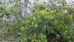 Acokanthera rotundata