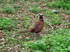 Phasianus colchicus