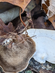 Mycorrhaphium adustum