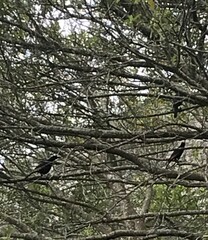 Onychognathus morio morio