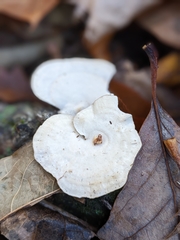 Mycorrhaphium adustum