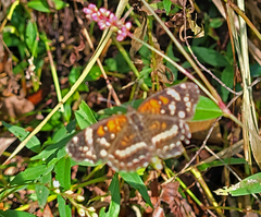 Anthanassa texana seminole