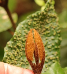 Trichocladus crinitus