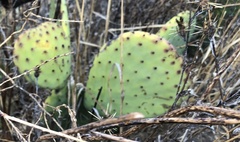 Opuntia