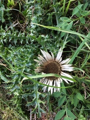 Carlina acaulis