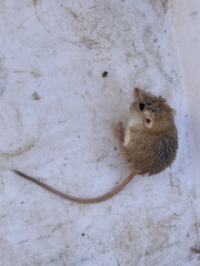 Gerbilliscus leucogaster