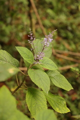 Plectranthus fruticosus
