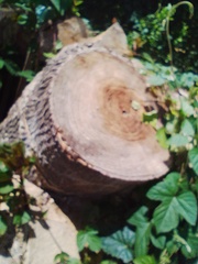 Phytolacca dioica