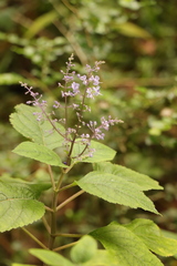 Plectranthus fruticosus
