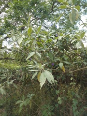Solanum granulosoleprosum