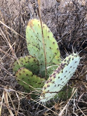 Opuntia