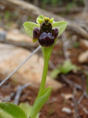 Ophrys bombyliflora