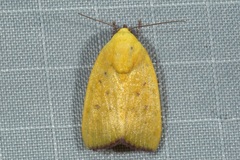 Earias