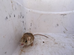 Gerbilliscus leucogaster