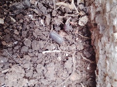 Armadillidium nasatum