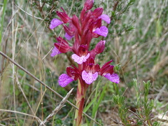 Anacamptis papilionacea aegaea
