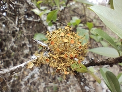 Teloschistes