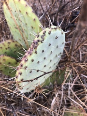 Opuntia