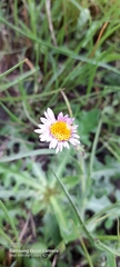 Erigeron karvinskianus