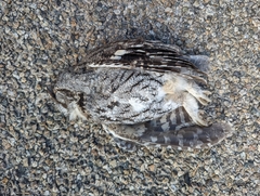 Megascops kennicottii