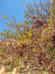 Prosopis ferox