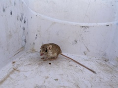 Gerbilliscus leucogaster