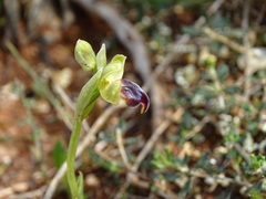 Ophrys fusca