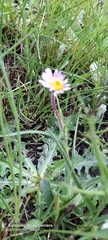 Erigeron karvinskianus