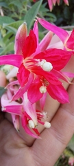 Fuchsia boliviana