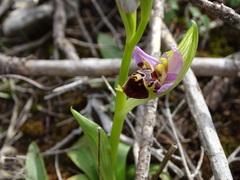 Ophrys heldreichii