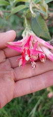 Fuchsia boliviana