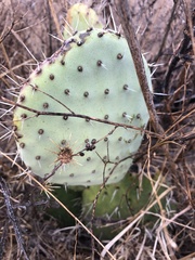 Opuntia