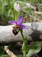 Ophrys heldreichii