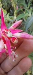 Fuchsia boliviana