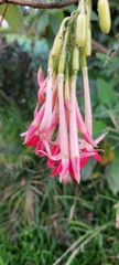Fuchsia boliviana